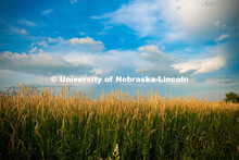 Reed canary grass at the Eastern Nebraska Research and Extension Center, Ithaca, Nebraska. July 2, 2