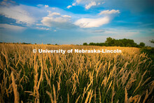 Reed canary grass at the Eastern Nebraska Research and Extension Center, Ithaca, Nebraska. July 2, 2