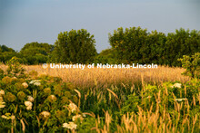 Reed canary grass at the Eastern Nebraska Research and Extension Center, Ithaca, Nebraska. July 2, 2
