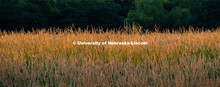 Reed canary grass at the Eastern Nebraska Research and Extension Center, Ithaca, Nebraska. July 2, 2