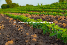 Soy Beans at the Eastern Nebraska Research and Extension Center, Ithaca, Nebraska. July 2, 2019. 