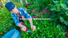 Ann Powers Research Technician, Agronomy and Horticulture, works in the Backyard Farmer Gardens. Tod
