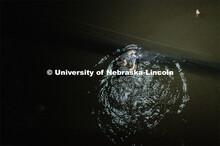 Nebraska graduate student Christopher Fill is studying the patterns of bats living at Homestead Nati