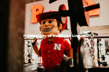 Herbie lifting weights and working out. Herbie Husker photo shoot, pictured throughout Memorial Stad
