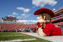 Herbie Husker watches the Scarlet dance team perform. Nebraska vs. Northwestern University football 