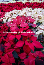 Poinsettias to be sold at the annual Horticulture Club sale. December 2, 2019. 