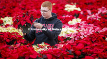 Brandon Mars, sophomore in horticulture from Muskego, WI, waters the poinsettias in an East Campus g