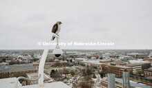 A hawk keeps an eye on campus while perching on a security camera atop Oldfather Hall. January 31, 2