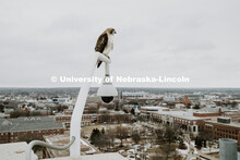 A hawk keeps an eye on campus while perching on a security camera atop Oldfather Hall. January 31, 2