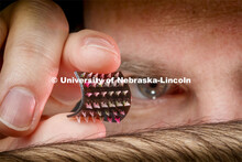Graduate student Jordan Rosenbohm holds a flexible prototype for a smart bandage with tiny 3-D print