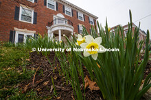 City campus begins to come alive as spring flowers and trees bloom. March 27, 2020. 