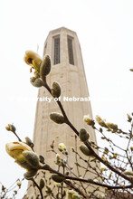 City campus begins to come alive as spring flowers and trees bloom. March 27, 2020. 