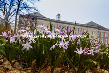 City campus begins to come alive as spring flowers and trees bloom. March 27, 2020. 