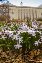 City campus begins to come alive as spring flowers and trees bloom. March 27, 2020. 