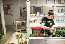 Jacqueline Korth, sophomore in biology from Lenexa, works on plants in the Beadle Greenhouse. Most o