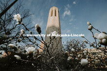 Blooms, blue sky and the Mueller Bell Tower on city campus. March 30, 2020. 