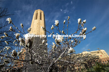 Blooms, blue sky and the Mueller Bell Tower on city campus. March 30, 2020. 
