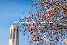 It’s spring on City Campus as trees flower around Mueller Tower. April 1, 2020. 
