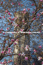It’s spring on City Campus as trees flower around Mueller Tower. April 1, 2020. 