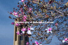 It’s spring on City Campus as trees flower around Mueller Tower. April 1, 2020. 