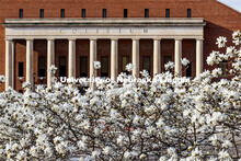 It’s spring on City Campus as trees flower in front of the Coliseum. April 1, 2020. 