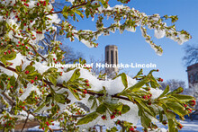 Spring trees covered in a blanket of snow surround the Mueller Bell Tower. An April snowstorm leaves