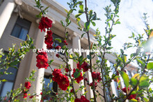 Spring flowers bloom on East Campus in front of Chase Hall. April 21, 2020. 