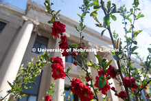 Spring flowers bloom on East Campus in front of Chase Hall. April 21, 2020. 