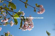 Spring trees and flowers bloom on East Campus. April 21, 2020. 
