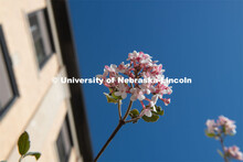 Spring trees and flowers bloom on East Campus. April 21, 2020. 