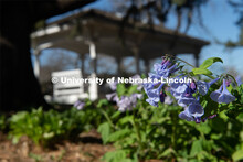 Spring flowers bloom around Perin’s Porch on East Campus. April 21, 2020. 
