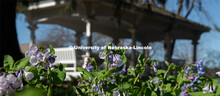 Spring flowers bloom around Perin’s Porch on East Campus. April 21, 2020. 