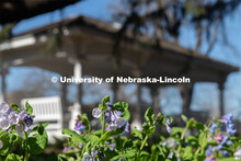 Spring flowers bloom around Perin’s Porch on East Campus. April 21, 2020. 