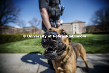 UNL Police K-9 Dog, Layla smiles for the camera. April 23, 2020. 