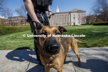 UNL Police K-9 Dog, Layla and her partner / handler with Love Library in the background. April 23, 2