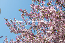 Spring trees and flowers bloom on City Campus. April 21, 2020. 