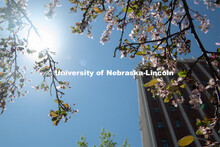 Spring trees and flowers bloom on City Campus near Old Father Hall. April 21, 2020. 