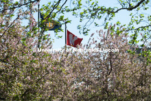 Spring trees bloom on City Campus near the American, Nebraska, and University flags. April 21, 2020.