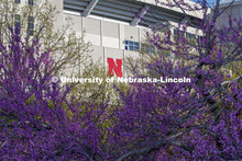 A Redbud tree blooms in front of Memeorial Stadium. Spring trees bloom on City Campus. April 30, 202