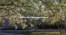 Spring trees bloom on City Campus. April 30, 2020. 