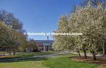 Green grass and spring trees bloom on City Campus in front of Love Library. April 30, 2020. 