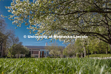 Green grass and spring trees bloom on City Campus in front of Love Library. April 30, 2020. 