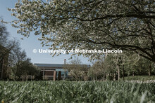 Green grass and spring trees bloom on City Campus in front of Love Library. April 30, 2020. 