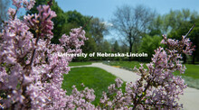 Spring is in bloom on East Campus. May 5, 2020. 