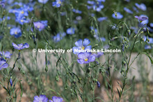 Spring is in bloom on East Campus. May 5, 2020. 