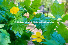 Spring is in bloom on East Campus. May 5, 2020. 