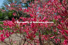 Spring is in bloom on East Campus. May 5, 2020. 