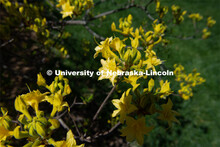 Spring is in bloom on East Campus. May 5, 2020. 