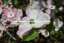 Spring is in bloom on East Campus. May 5, 2020. 