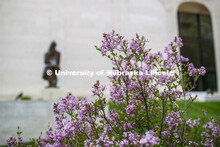 Blooming flowers and bushes on city campus. May 12, 2020. 